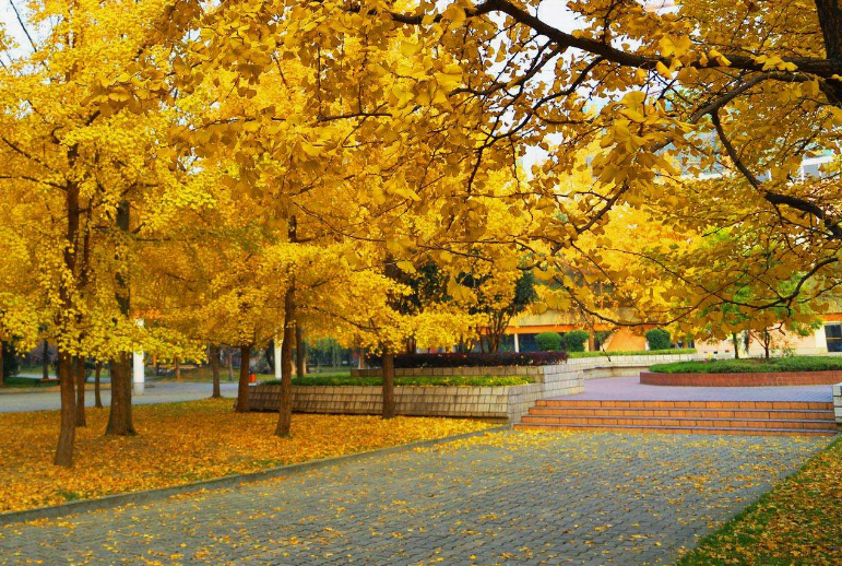 贵阳市卫生学校 贵阳市卫生学校