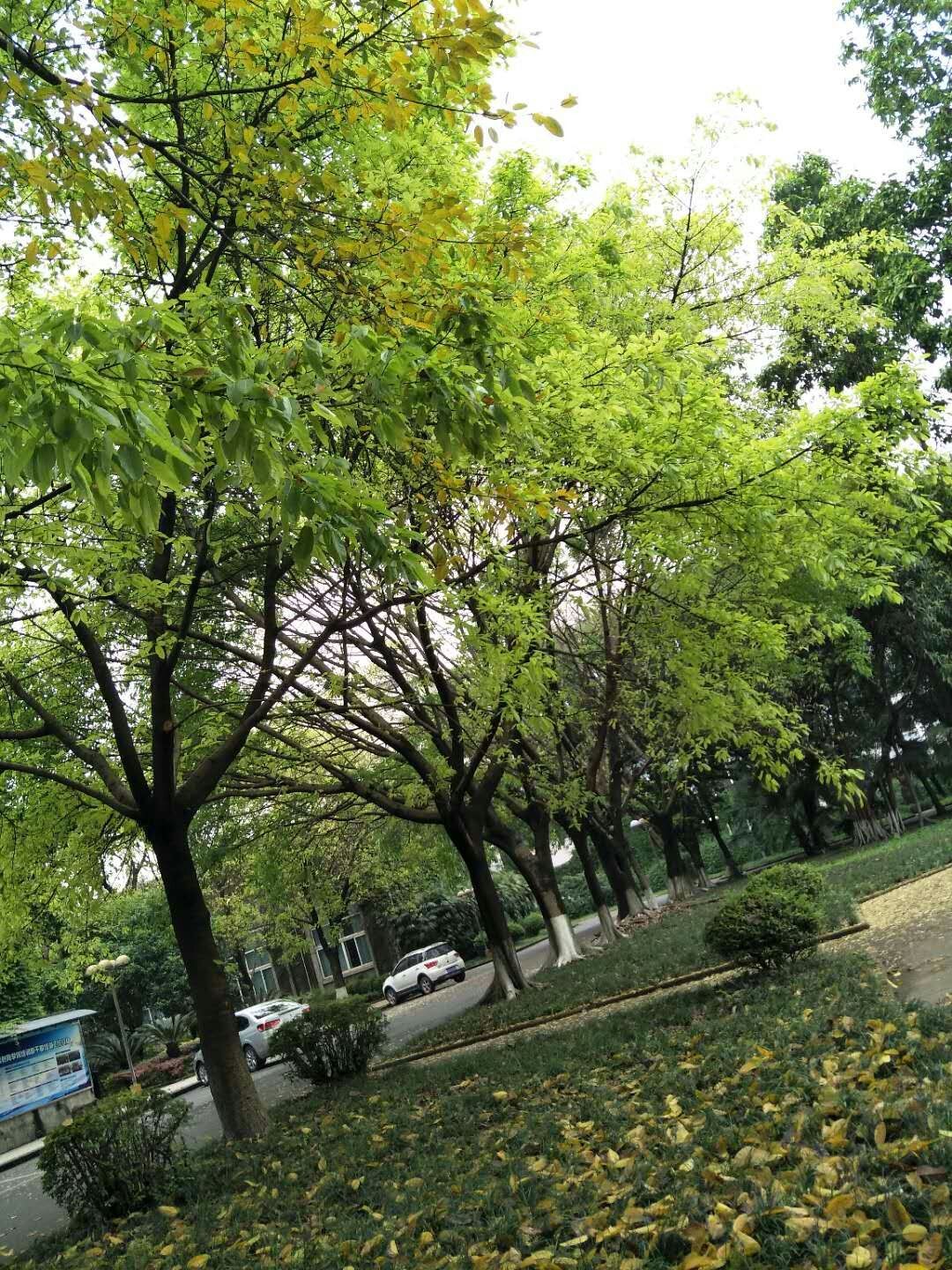 重庆知行卫校 重庆知行卫校